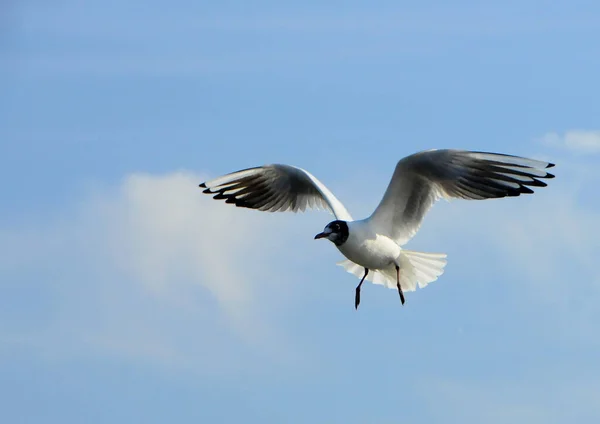 Păsările Ucrainene Zboară Cerul Albastru Păsări Apă Iarnă Marea Neagră — Fotografie, imagine de stoc