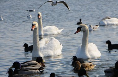 Ukrayna 'nın kuşları. Kuğular, martılar ve ördekler - Karadeniz 'de kışı geçiren su kuşları