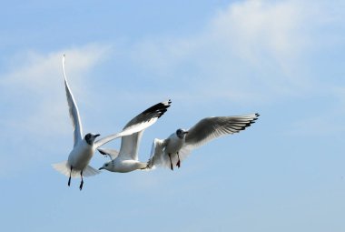 Kuşlar Ukraine.Gulls, mavi gökyüzüne karşı uçar. Su kuşları kışı geçirirler. Karadeniz