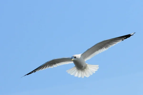 Aves Ucraniana Gaivotas Voam Contra Céu Azul Galinha Aquática Invernada — Fotografia de Stock