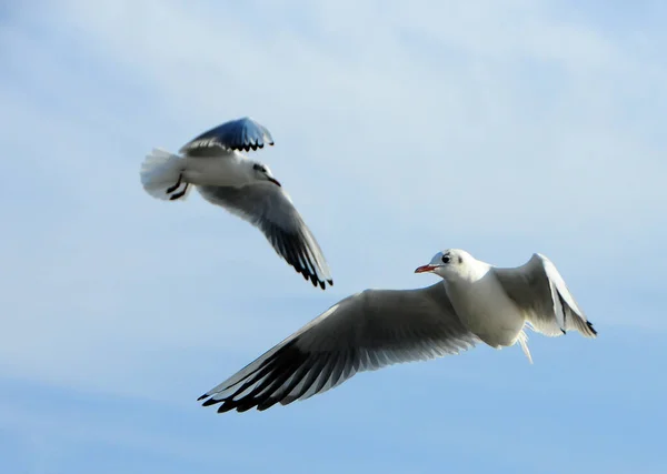 Ukraine Gulls의 하늘에 Wintering — 스톡 사진