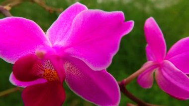 Phalaenopsis orkidesi bir serada çiçek açıyor. Motorlu bebek kaydırma görüntüsü.