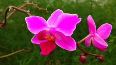 Phalaenopsis orkidesi bir serada çiçek açıyor. Motorlu bebek kaydırma görüntüsü.