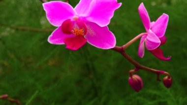 Phalaenopsis orkidesi bir serada çiçek açıyor. Motorlu bebek kaydırma görüntüsü.