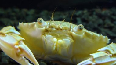 Orta boy, yüzen yengeç portresi (Makropipus holsatus), Karadeniz