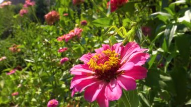  Avrupa peygamber devesi (Mantid dini). Yırtıcı böcekler bitkileri avlar..