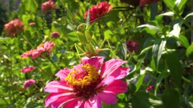  Avrupa peygamber devesi (Mantid dini). Yırtıcı böcekler bitkileri avlar..