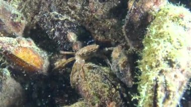 Brachinotus sexdentatus, midyelerin arasında saklanan küçük yengeçler. Karadeniz