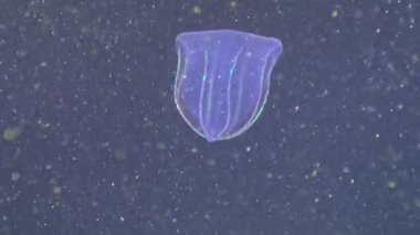 Yırtıcı taraklı jöle Beroe ovata güneşe karşı yüzer.