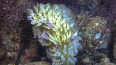 Karadeniz 'deki istilacı Rapana venosa' nın yırtıcı kozaları. Karadeniz 'in Hayvanı