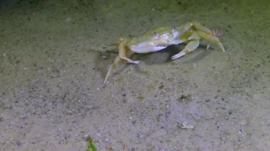 Yüzen yengeç (Makropipus holsatus) yemek, Karadeniz