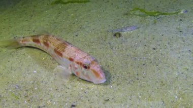 Kızıl kefal (Mullus barbatus) geceleri kumda dinlenir, Karadeniz