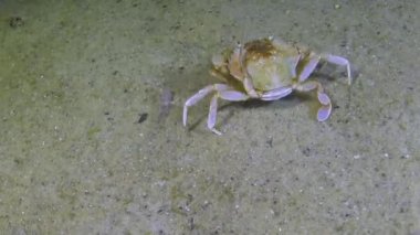 Yüzen yengeç (Makropipus holsatus) yemek, Karadeniz