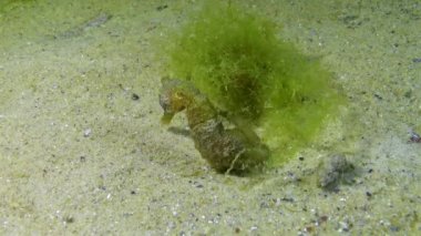 Geceleri kısa burunlu deniz atı (Hipokampus hipokampüsü), Karadeniz 