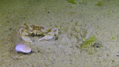 Yüzen yengeç (Makropipus holsatus) yemek, Karadeniz