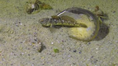 Mermer keçi (Pomatoshistus marmoratus) erkek, yuvasını Karadeniz, Odessa Körfezi, midye kabuğunun altında korur.