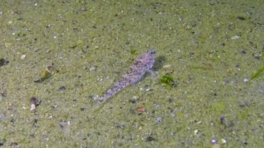Mermer keçi (Pomatoshistus marmoratus) Karadeniz, Odessa Körfezi.