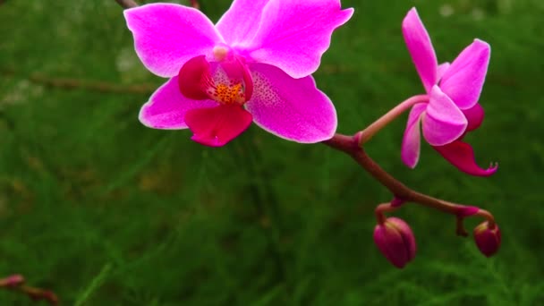 Phalaenopsis Orchidee Bloeiend Een Kas Gemotoriseerde Dolly Slider Schot — Stockvideo