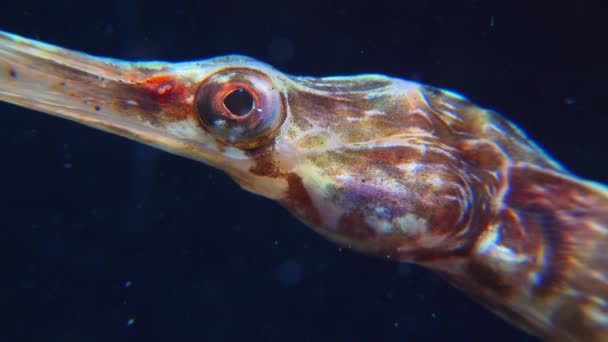 Närbild Huvud Och Ögon Bred Nosed Pipefish Syngnathus Variegatus Röd — Stockvideo