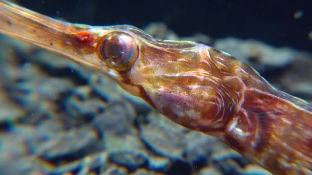 Close Head Eyes Wide Nosed Pipefish Syngnathus Variegatus Red Book — Stock Video