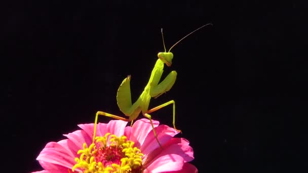 Kořist Dravého Hmyzu Rostlinách Evropská Kudlanka Kudlanka Nábožná — Stock video