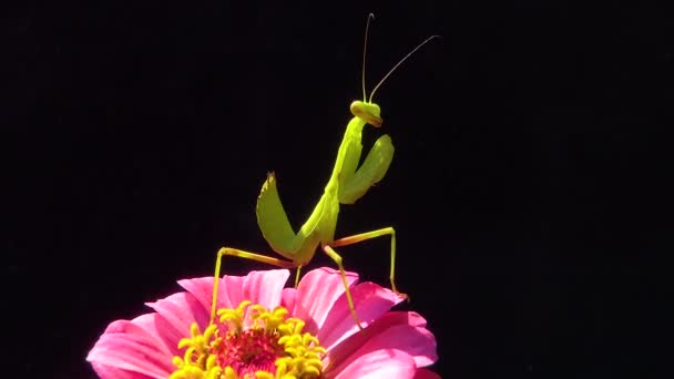 Insectele Prădătoare Pradă Plante Mantis European Mantis Religiosa — Videoclip de stoc