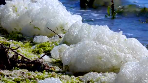 Miljöproblem Och Föroreningar Övergödning Naturlig Reservoar Smutsigt Skum Stranden — Stockvideo