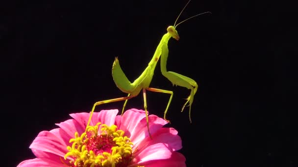 Het Roofzuchtige Insect Jaagt Planten Europese Bidsprinkhaan Mantis Religiosa — Stockvideo
