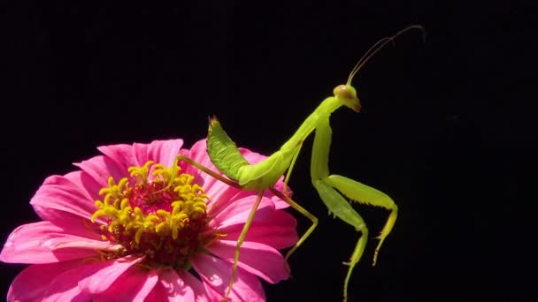 Ευρωπαϊκό Μάντις Mantis Religiosa Αρπακτικό Έντομο Κυνηγά Φυτά — Αρχείο Βίντεο