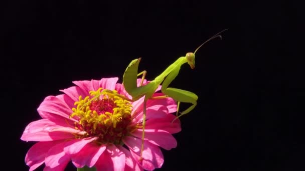 Den Europeiska Mantisen Mantis Religiosa Den Rovgiriga Insekten Jagar Växter — Stockvideo