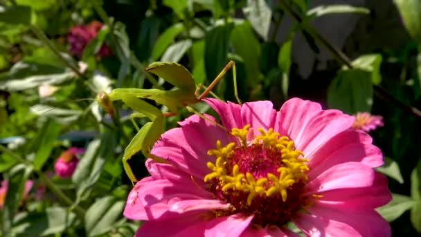 Європейський Богомол Mantis Religiosa Хижі Комахи Полюють Рослини — стокове відео