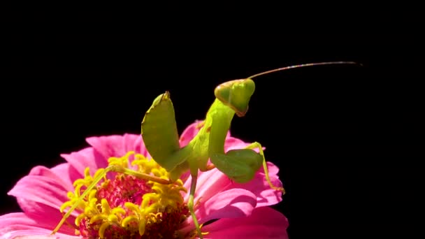 Ευρωπαϊκό Μάντις Mantis Religiosa Αρπακτικό Έντομο Κυνηγά Φυτά — Αρχείο Βίντεο