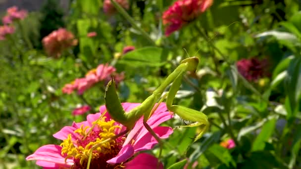 Den Europeiska Mantisen Mantis Religiosa Den Rovgiriga Insekten Jagar Växter — Stockvideo