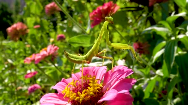 Європейський Богомол Mantis Religiosa Хижі Комахи Полюють Рослини — стокове відео