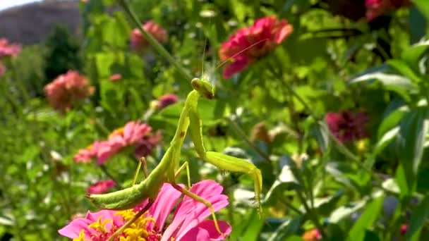 Europese Bidsprinkhaan Mantis Religiosa Roofzuchtige Insecten Jagen Planten — Stockvideo