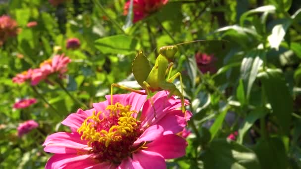 Louva Deus Europeu Mantis Religiosa Inseto Predador Ataca Plantas — Vídeo de Stock