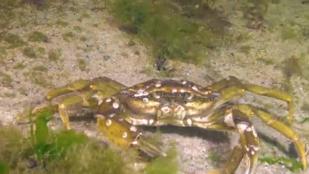 Männchen Der Grünen Krabbe Carcinus Maenas Während Der Paarung Invasive — Stockvideo
