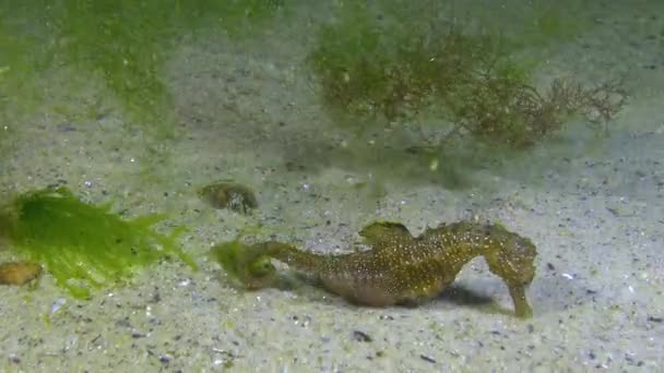Short Snouted Seahorse Hippocampus Hippocampus Night Black Sea — Stock Video