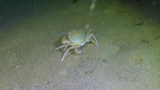 Plavání Krab Macropipus Holsatus Jíst Černé Moře — Stock video