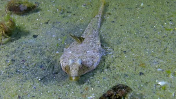 Vissen Van Zwarte Zee Zeegarnaal Callionymus Pusillus Zwarte Zee — Stockvideo