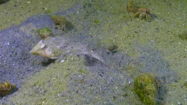 Vissen Van Zwarte Zee Zeegarnaal Callionymus Pusillus Zwarte Zee — Stockvideo