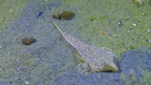 Ryby Černého Moře Samice Sailfin Dragonet Callionymus Pusillus Černé Moře — Stock video