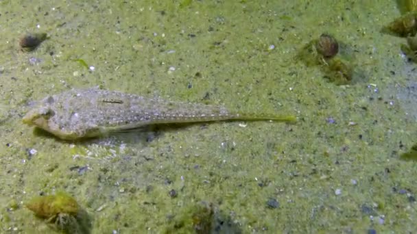 Fish Black Sea Female Sailfin Dragonet Callionymus Pusilhed Black Sea — стоковое видео