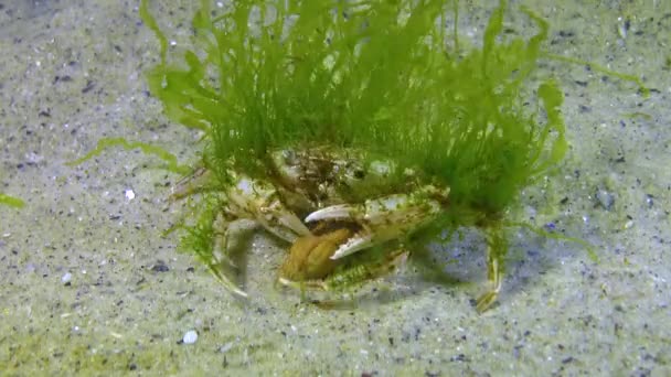 Zielone Algi Karapaksie Krab Pływacki Macropipus Holsatus Morze Czarne — Wideo stockowe