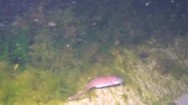 Karadeniz Balığı, Roche 'un yılan karışımı (Ophidion rochei), Actinopterygii. 