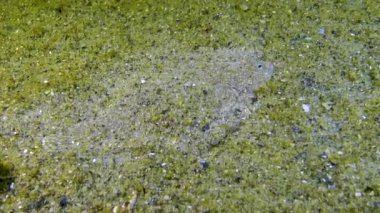 Genç Karadeniz dil balığı (Platichthys flesus luscus) kumlu deniz tabanında yüzer ve kendini kum gibi gizler. Karadeniz.