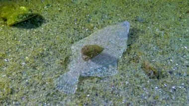 Genç Karadeniz dil balığı (Platichthys flesus luscus) kumlu deniz tabanında yüzer ve kendini kum gibi gizler. Karadeniz.