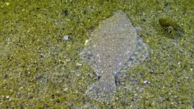 Genç Karadeniz dil balığı (Platichthys flesus luscus) kumlu deniz tabanında yüzer ve kendini kum gibi gizler. Karadeniz.