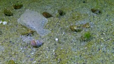 Genç Karadeniz dil balığı (Platichthys flesus luscus) kumlu deniz tabanında yüzer ve kendini kum gibi gizler. Karadeniz.