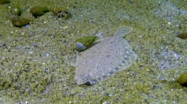 Genç Karadeniz dil balığı (Platichthys flesus luscus) kumlu deniz tabanında yüzer ve kendini kum gibi gizler. Karadeniz.